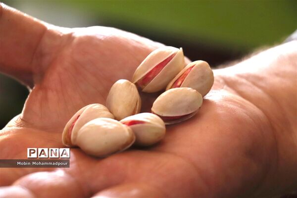 برداشت پسته از باغات ایلخچی