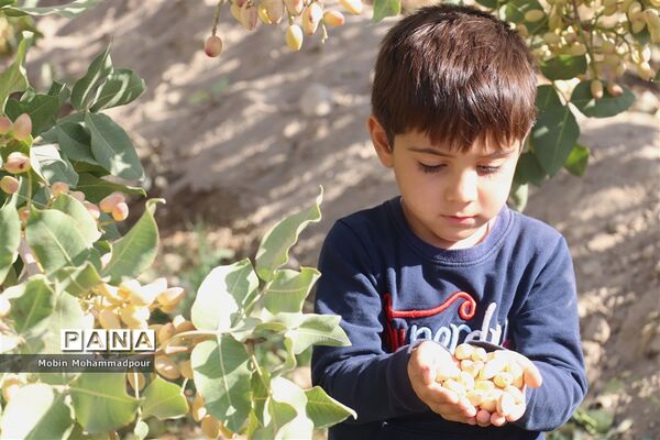 برداشت پسته از باغات ایلخچی