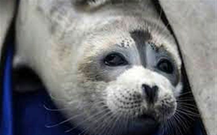 مشاهده لاشه فک های خزری در بندر کیاشهر