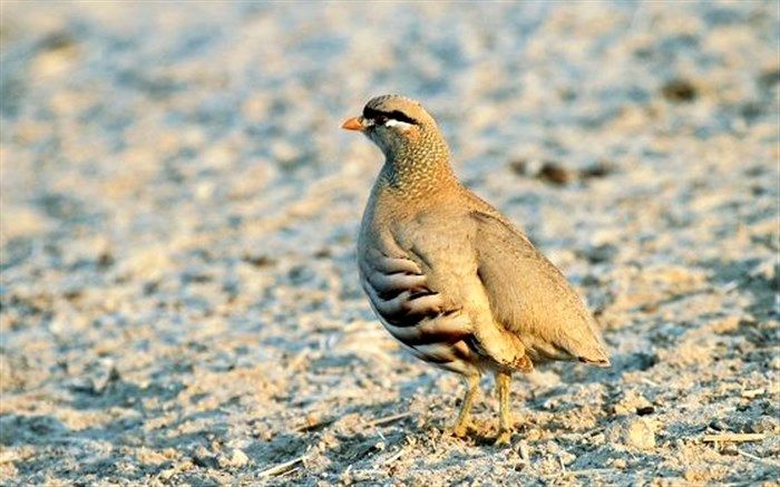 دستگیری عامل شکار پرندگان وحشی در شهرستان قائنات
