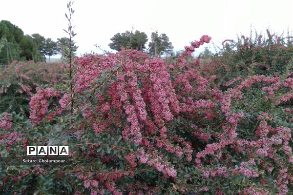 به ثمر رسیدن  زرشک، طلای سرخ شهرستان درمیان