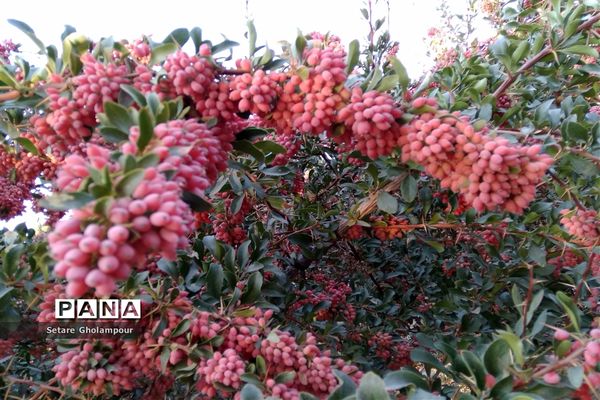 به ثمر رسیدن  زرشک، طلای سرخ شهرستان درمیان