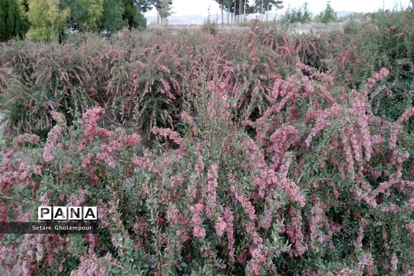 به ثمر رسیدن  زرشک، طلای سرخ شهرستان درمیان