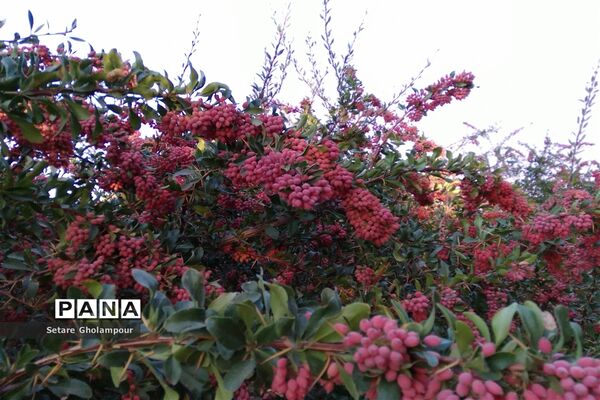 به ثمر رسیدن  زرشک، طلای سرخ شهرستان درمیان