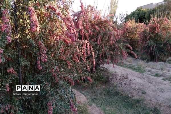 به ثمر رسیدن  زرشک، طلای سرخ شهرستان درمیان