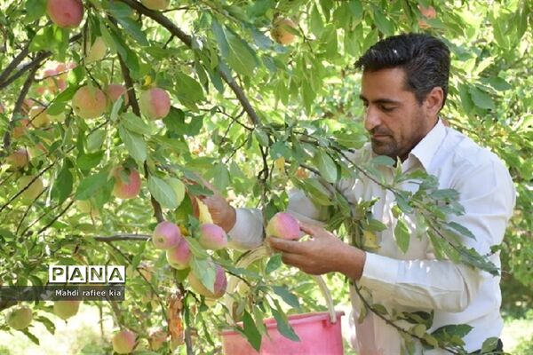برداشت سیب زنوز