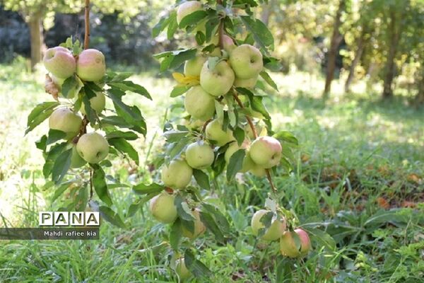 برداشت سیب زنوز