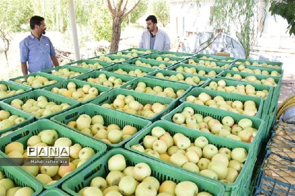 برداشت سیب زنوز