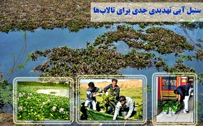 مقابله با سنبل آبی در دستور کار شورای پدافندغیرعامل آستارا قرار گرفت
