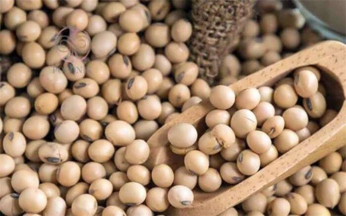 28 هزار هکتار زمین کشاورزی به زیر کشت سویا رفت