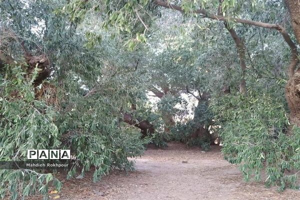 آستان مقدس و گردشگری امامزاده شمس الدین فسون