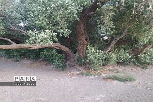 آستان مقدس و گردشگری امامزاده شمس الدین فسون