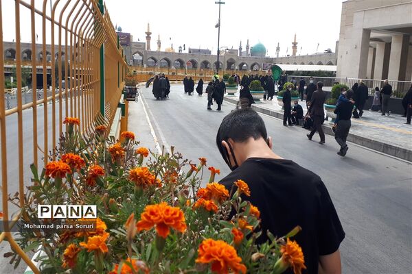 زائران حرم رضوی در اربعین حسینی