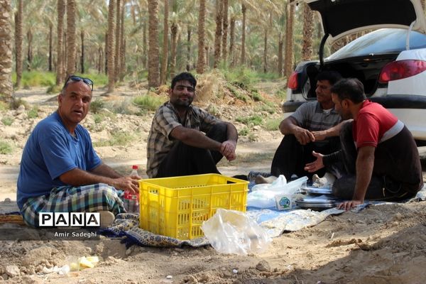 برداشت خرما در منطقه آب پخش استان بوشهر