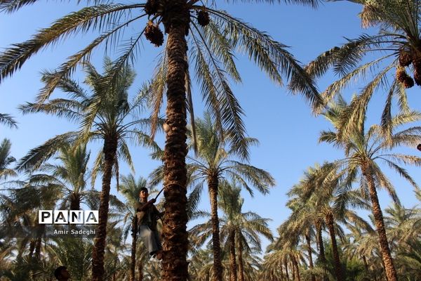 برداشت خرما در منطقه آب پخش استان بوشهر