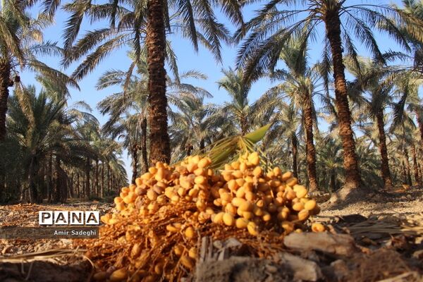 برداشت خرما در منطقه آب پخش استان بوشهر