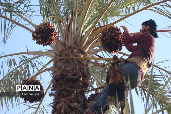 برداشت خرما در منطقه آب پخش استان بوشهر