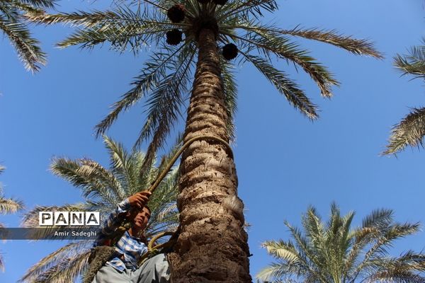 برداشت خرما در منطقه آب پخش استان بوشهر