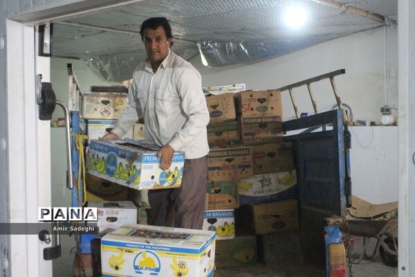 برداشت خرما در منطقه آب پخش استان بوشهر