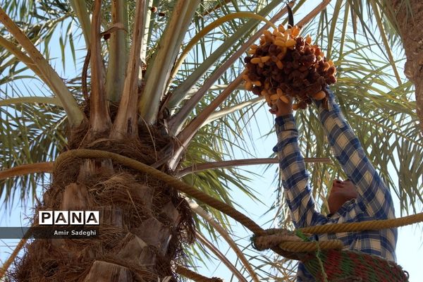 برداشت خرما در منطقه آب پخش استان بوشهر