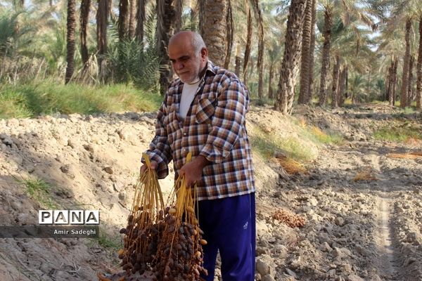 برداشت خرما در منطقه آب پخش استان بوشهر