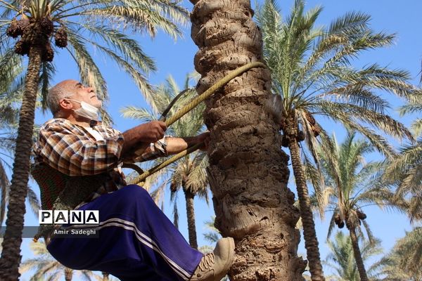 برداشت خرما در منطقه آب پخش استان بوشهر