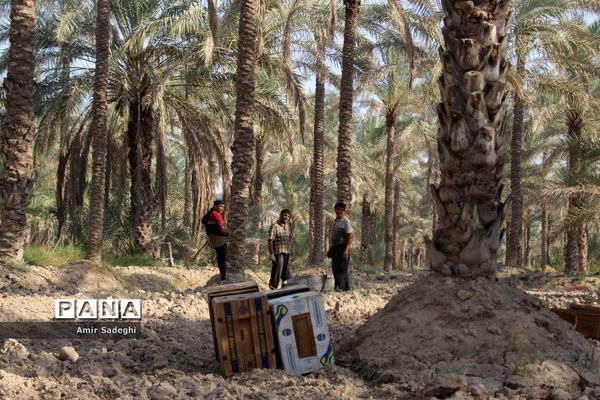 برداشت خرما در منطقه آب پخش استان بوشهر