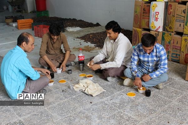 برداشت خرما در منطقه آب پخش استان بوشهر