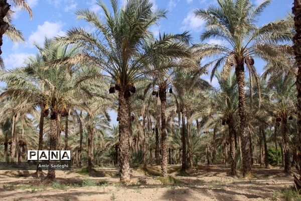 برداشت خرما در منطقه آب پخش استان بوشهر