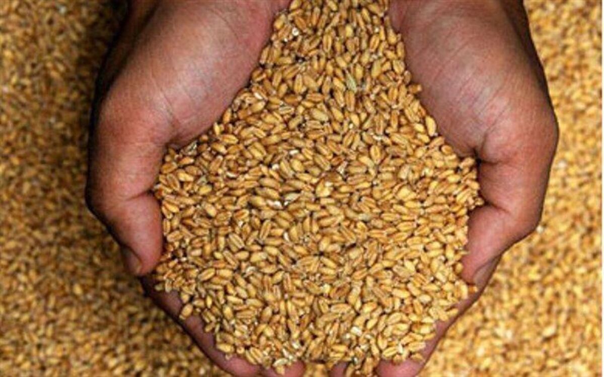 توزیع بیش از یک هزارتن بذر غلات در نیشابور
