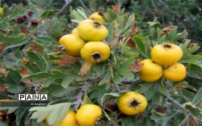 خواص زالزالک کوهی