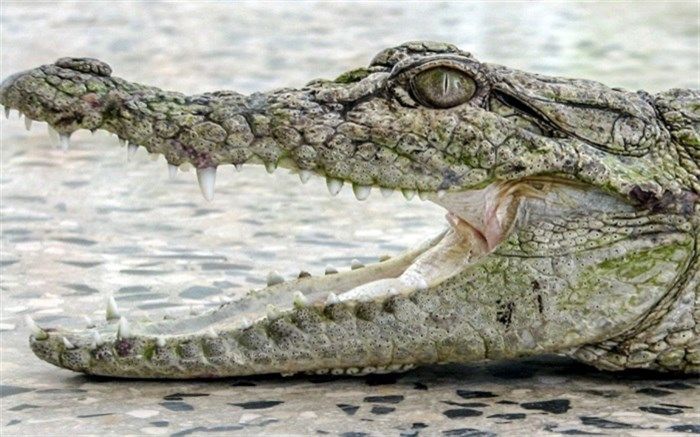 نجات کودک از دست تمساح توسط مادربزرگ شجاع