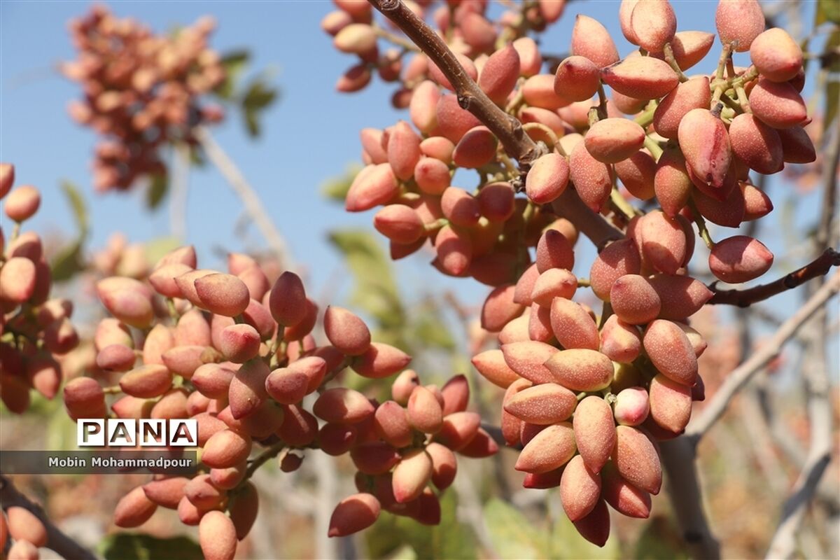 برداشت۱۸۰ تن پسته تر از باغات شهرستان جلفا