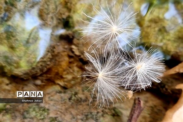 طبیعت زیبای تنگ فراشبندی دشمن زیارى