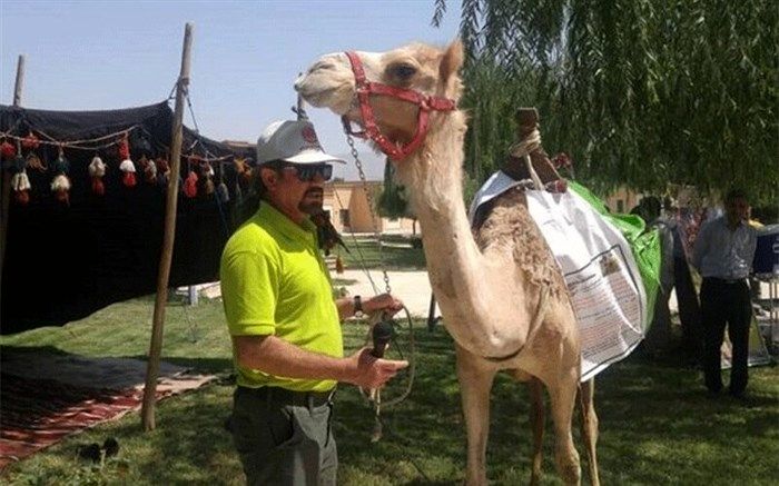 سفر جهانگرد ایرانی به ارمنستان با شتر دوکوهانه/فیلم