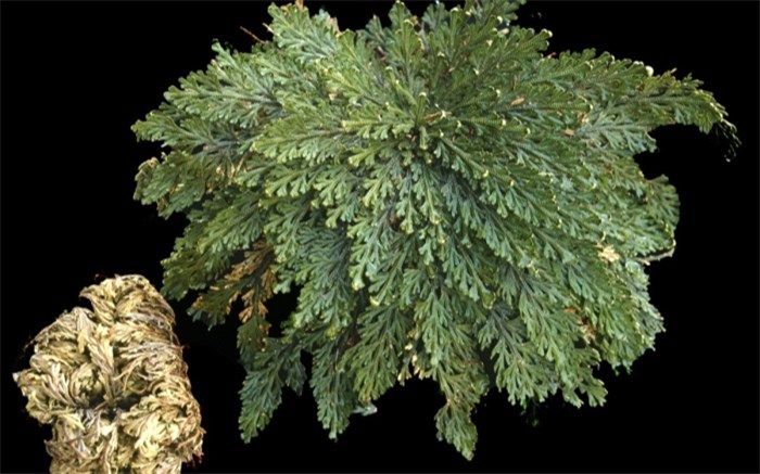 رستاخیز؛ از فواید تا عوارض جانبی