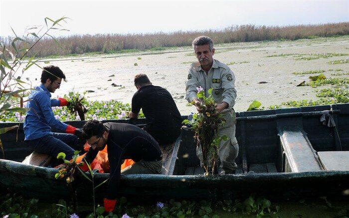 طرحی هفت ساله برای احیای تالاب انزلی