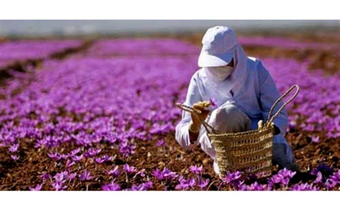 ۱۸ تن زعفران برای تنظیم بازار خریداری شد