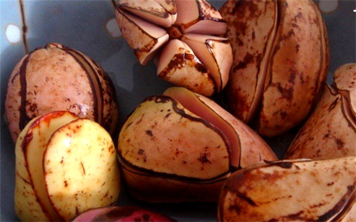 کولا و فواید دانه‌های آن