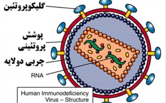 درباره ویروس‌ها چه می‌دانید؟