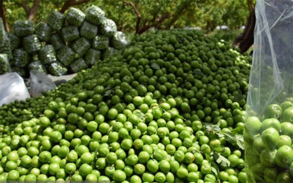 چه کسانی نباید گوجه سبز بخورند؟
