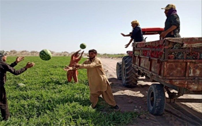 ۱۸۰ هزار تن هندوانه در سیستان و بلوچستان برداشت شد