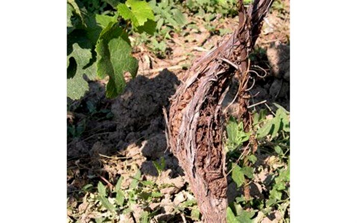 بیماری سرطان طوقه مو، آفت باغات انگور زنجان