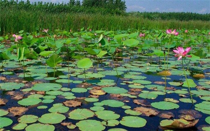 تالاب انزلی در چنگال سنبل آبی