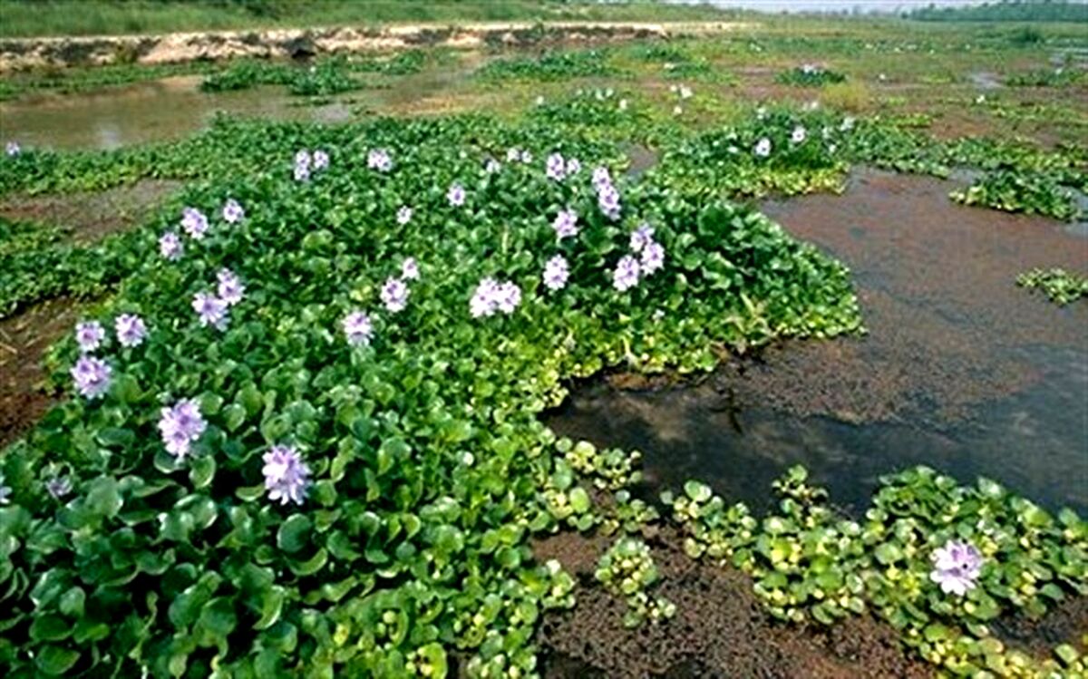 سنبل آبی خشکسالی شالیزارها را تشدید می کند