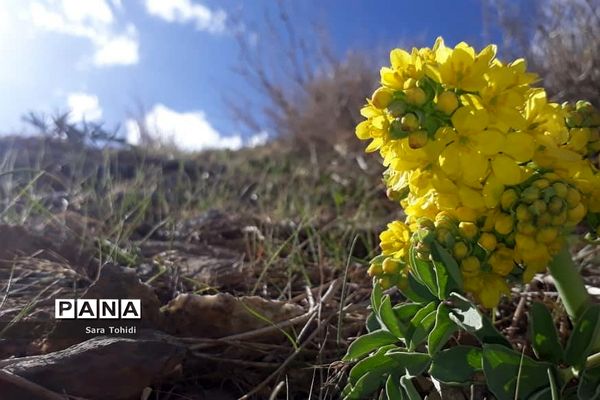 طبیعت بکر فریدو‌ن‌شهراصفهان