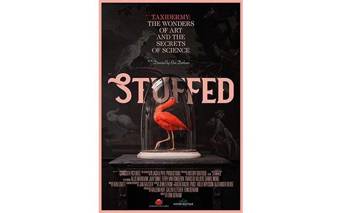 دنیای شگفت آور «تاکسیدرمی« از قاب شبکه چهار