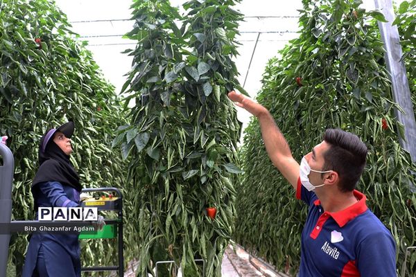 بازدید از مجتمع‌های گلخانه‌ای ارس تارلا امیر و امین تارلا شهرستان جلفا