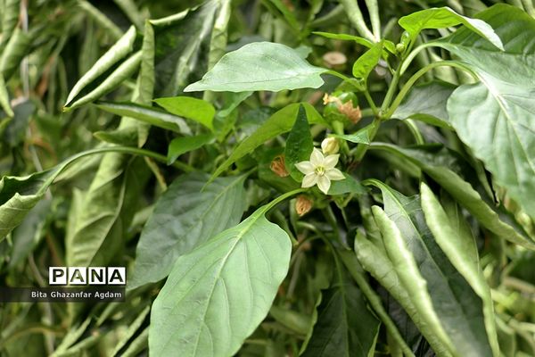 بازدید از مجتمع‌های گلخانه‌ای ارس تارلا امیر و امین تارلا شهرستان جلفا