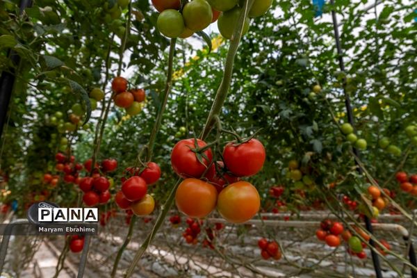 بازدید از مجتمع‌های گلخانه‌ای ارس تارلا امیر و امین تارلا شهرستان جلفا